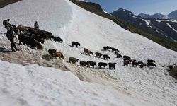 Kaçkarlar'da nefes kesen mücadele: 'Tarihi Öküz Göçü' tamamlandı