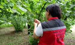 Kahverengi kokarcanın sonunu samuray arıları getirerek