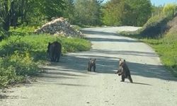 Kardeşlerin anne ayı ve yavruları ile sohbeti gülümsetti