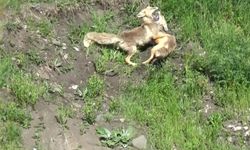 Kars'ta kızıl tilkilerin oyun ve güç gösterisi kamerada