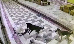 Kedinin tek başına 6 köpekle mücadele ettiği anlar kameraya yansıdı