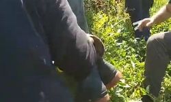 Kiraz toplamak için çıktığı ağaçtan düştü