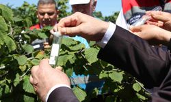Kokarcanın sonunu samuray arısı getirecek: 1,65 milyonluk biyolojik savaş