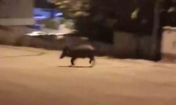 Mahalleye inen domuzları böyle kovaladı