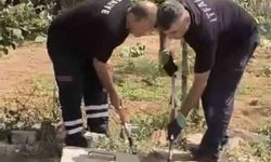 Mardin'de kuyuda görülen yılan doğaya bırakıldı