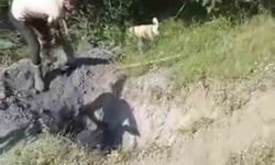 Merada otlayan büyükbaş hayvan define çukuruna düştü