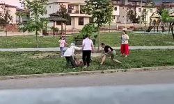 Parkta dolaştırılan köpeğe saldıran başıboş köpek, doktor tarafından etkisiz hale getirildi