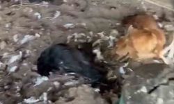 Sokak köpekleri kümese girdi, 30 tavuk telef oldu
