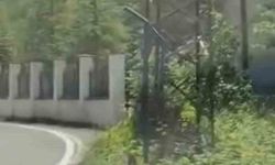 Trabzon'da ilk kez görüntülendi; Çengel boynuzlu dağ keçisi yavrusu karayoluna indi