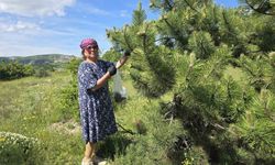 Yozgat'ta kozalağın reçeli ve sirkesinden sonra şimdi de turşusu yapıldı