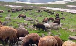 Ağrı'nın yaylalarında yaz ve kış bir arada