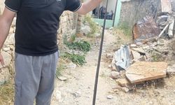 Baykan'da yılan paniği
