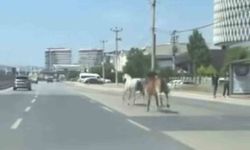 Bursa'da başıboş atlar trafiği tehlikeye attı