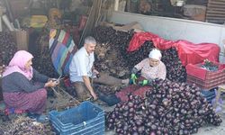 Coğrafi işaretli Kapıdağ mor soğanında hasat tamamlandı