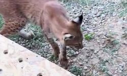 Edirne'de aracın bagajında iki vaşak ve serval ele geçirildi