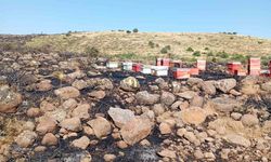 Elazığ'da arazi yangını: Arı kovanları zarar gördü
