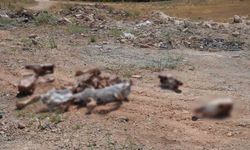 Gaziantep'te yol kenarına bırakılan at kafatası ve kemikleri hayrete düşürdü
