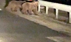 Gece sürprizi: İki ayı yavrusu kamerada