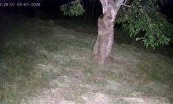İspir'de ayı ve domuz sürüleri dut bahçelerini talan etti