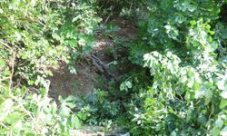 Koku sebebiyle yapılan kontrolde ağaca asılı ceset bulundu