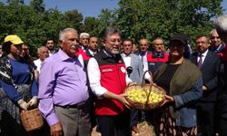 Malatya'da kayısı hasadına katılan Bakan Yumaklı: 'Geçtiğimiz senenin o karamsar zamanını üzerimizden atan çok güzel bir ürün görüyoruz'