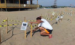 Manavgat'ta caretta caretta yavrularına koruma nöbeti