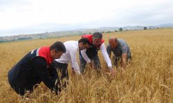 Samsun'da dolu afetinde 40 bin dekar tarım arazisi olumsuz etkilendi