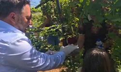 Siirt'te özel bireyler ve çocuklar böğürtlen hasadında buluştu