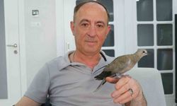 Şırıngayla beslediği yaralı kumru en yakın dostu oldu