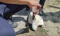 Sivas'ta sıcaktan baygınlık geçiren leyleğin imdadına itfaiye ekipleri koştu
