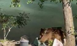 Tunceli'de bozayı piknikçilerin sofrasına misafir oldu