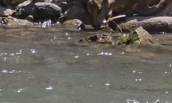 Tunceli'de koruma altındaki dağ keçileri görüntülendi