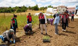 Üniversite serasında üretiliyor: Çiftçilerin geliri aromatik bitkilerle artacak