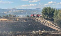Uşak'ta ormanlık alana sıçrayan yangın söndürüldü