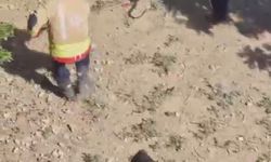 Yakalanacakken kaçan yılan, ekipleri peşine taktı