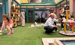 Yaz tatilinde dünyaca ünlü Van kedilerine ziyaretçi akını
