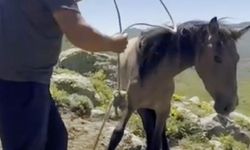 Yılkı atlarıyla ilgili mide bulandıran iddia
