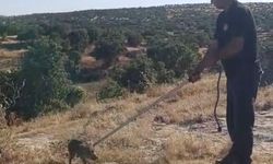 Kuyuya düşen yaban domuzu yavrusu için seferber oldular