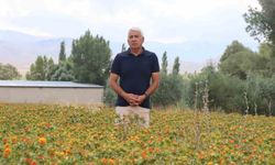 35 yıl kamuda çalıştı, emekli olunca aspir ekimine başladı