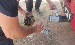 Alevlerden korunmak için kendini toprağa gömmeye çalışan kaplumbağayı ekipler kurtardı