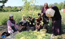 Amasya'nın tescilli çiçek bamyası altın değerinde: 'Hızır'ın cebinden düşmüş, topla topla bitmiyor'