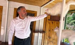 Ankara kedileri 27 ülkede 7 gün 24 saat canlı izlenebiliyor