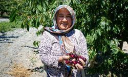 Ankara'da geçen yıl don vuran kiraz bahçelerinde bu yıl 80 tonluk rekolte bekleniyor