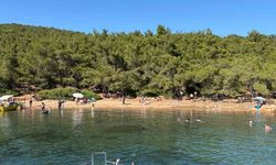 Ayvalık'ta ormanlara giriş yasak ama denetim yetersiz