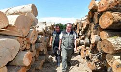 Bandırma Orman İşletme Müdürlüğündeki çalışmalar yerinde incelendi