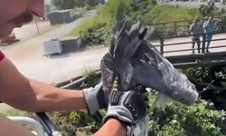 Çalıların arasına sıkışan balıkçıl kuşun imdadına itfaiye yetişti