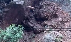 Dağ keçisi metrelerce yüksekten atladı: o anlar kamerada