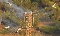 Direğe konan 5 leylekten 3'ü elektrik akımına kapılarak telef oldu