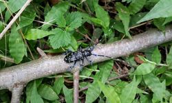'Drakula' böceği Karadeniz'de yayılıyor