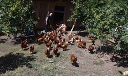 Dükkanını kapattı, köyünde hobi olarak başladığı tavukçulukta müşterilere yetişemiyor